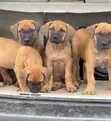 Yar Boerboel Mace (Wata 1-3) - 3
