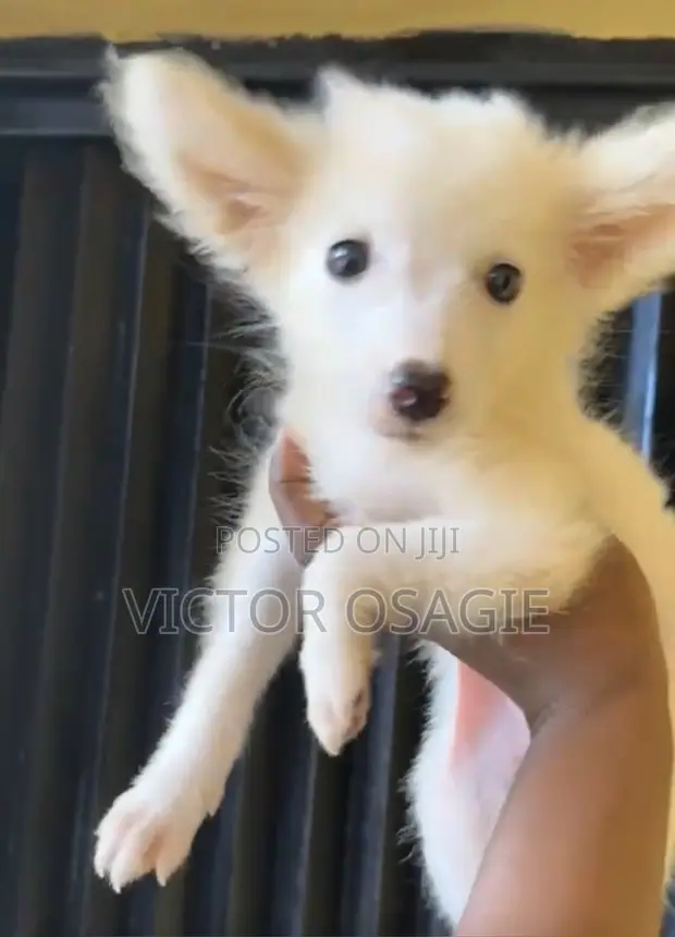 American Eskimo Puppy - 1-3 Months Old, Female - 1
