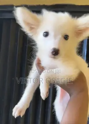 American Eskimo Yar Yara - Watanni 1-3, Mace