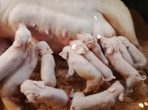 Savingrace Integrated Farm: Large White Piglets