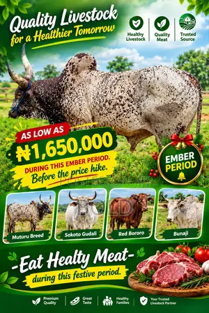 Healthy Cows for Sale - Ember Months Special