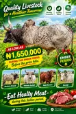 Healthy Cows for Sale - Ember Months Special - 1