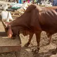 Healthy Cows for Sale - Ember Months Special - 2