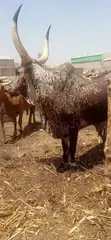 Healthy Cows for Sale - Ember Months Special - 3