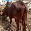 Healthy Cows for Sale - Ember Months Special - 4