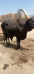 Healthy Cows for Sale - Ember Months Special - 5