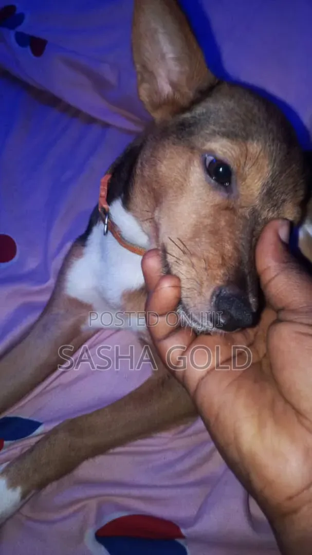 Female Mixed Breed German Shepherd, 1-3 Months Old - 1