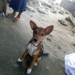 Mace German Shepherd Mai Gauraye, Watan 1-3