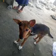 Mace German Shepherd Mai Gauraye, Watan 1-3 - 4