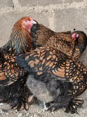 Kwai na Zare na Gold Laced Brahma masu Al'ada
