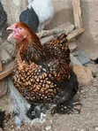 Kwai na Zare na Gold Laced Brahma masu Al'ada - 2