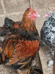 Kwai na Zare na Gold Laced Brahma masu Al'ada - 4