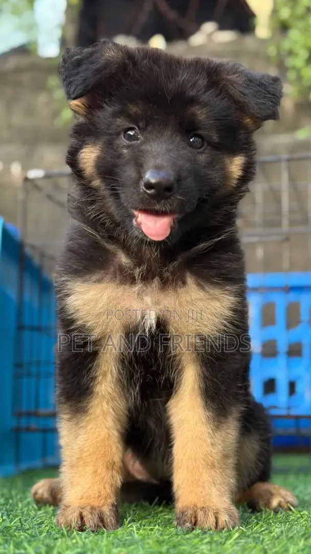 1-3 Month Female Purebred German Shepherd Puppy - 1