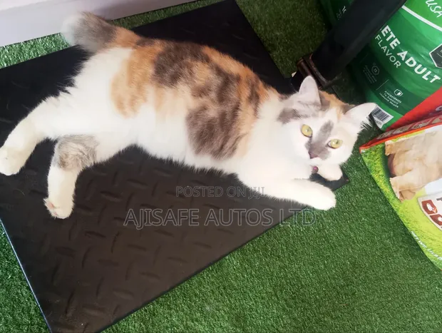 Kyanwa Turkiyya Angora Mai Tsarki - Mace Mai Sama Da Shekara 1 - 1