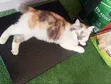Kyanwa Turkiyya Angora Mai Tsarki - Mace Mai Sama Da Shekara 1 - 1