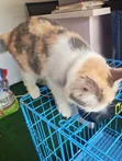 Kyanwa Turkiyya Angora Mai Tsarki - Mace Mai Sama Da Shekara 1 - 2