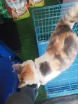Kyanwa Turkiyya Angora Mai Tsarki - Mace Mai Sama Da Shekara 1 - 3