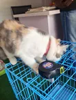 Kyanwa Turkiyya Angora Mai Tsarki - Mace Mai Sama Da Shekara 1 - 4