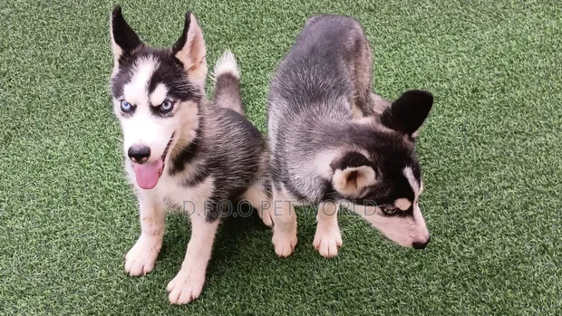 Female Purebred Siberian Husky, 3-6 Months Old - 1
