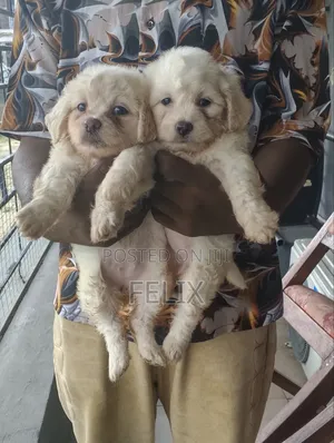 Kare Mai Cika Wata 1-3 Mace Mafi Tsarki Ta Lhasa Apso