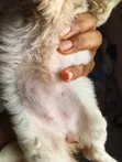 Kare Mai Cika Wata 1-3 Mace Mafi Tsarki Ta Lhasa Apso - 2