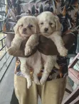 Kare Mai Cika Wata 1-3 Mace Mafi Tsarki Ta Lhasa Apso - 3