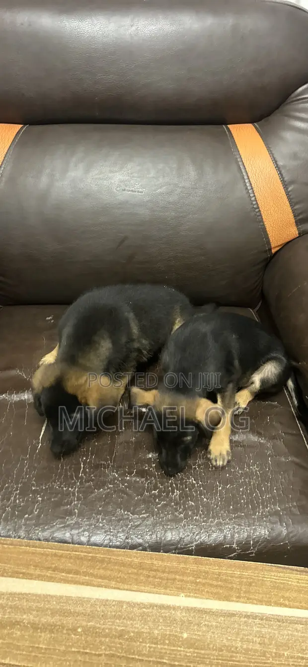 1-3 Month Male Purebred German Shepherd - 1