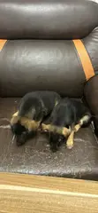 1-3 Watan Namijin Cikakken German Shepherd - 1