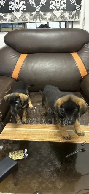 1-3 Watan Namijin Cikakken German Shepherd