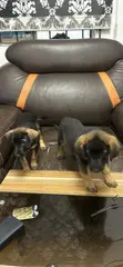 1-3 Watan Namijin Cikakken German Shepherd - 2