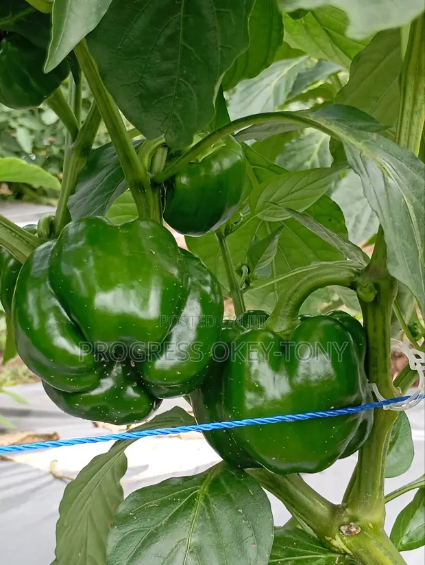 Organically Grown Bell Peppers - 1