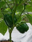 Organically Grown Bell Peppers - 2