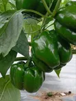 Organically Grown Bell Peppers - 3