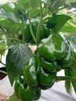 Organically Grown Bell Peppers - 4