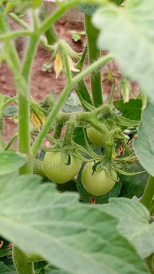 Fresh Organic Tomatoes for Sale - Farm Direct