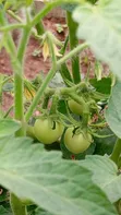 Fresh Organic Tomatoes for Sale - Farm Direct - 2