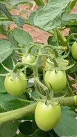 Fresh Organic Tomatoes for Sale - Farm Direct - 3