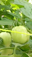 Fresh Organic Tomatoes for Sale - Farm Direct - 4