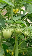 Fresh Organic Tomatoes for Sale - Farm Direct - 5