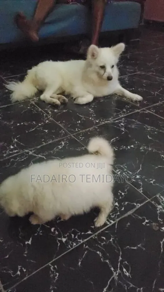 Female American Eskimo Puppy (0-1 Month) - 1
