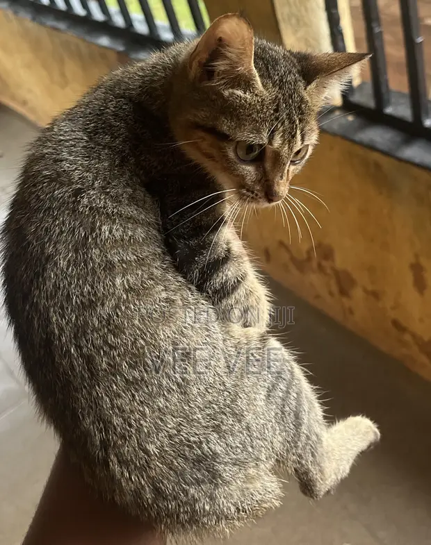 Female British Shorthair Kitten (Tabby) - 1