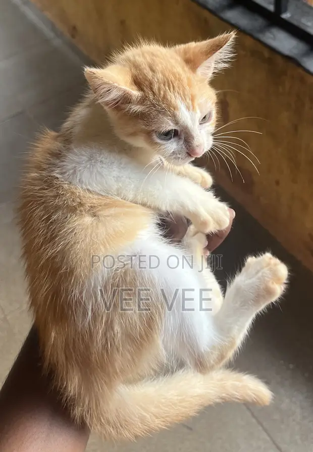 1-3 Month Male Purebred Mongrel Kittens - 1