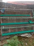 Half Battery Cage for Layer Birds - 3