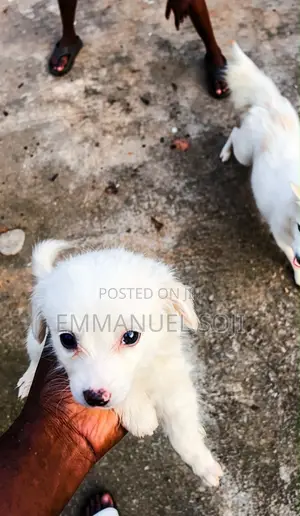 1-3 Month Male Purebred American Eskimo Puppy