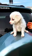 1-3 Month Male Purebred American Eskimo Puppy - 2