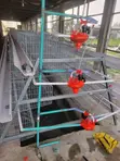 96-Bird Capacity Imported Battery Cage - 1