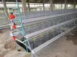 96-Bird Capacity Imported Battery Cage - 2