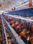 Brand New Battery Cages (96, 120, 160 Capacity) - 4