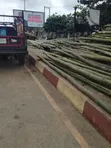 Bamboo Sticks for Building - 1