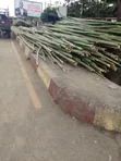 Bamboo Sticks for Building - 2